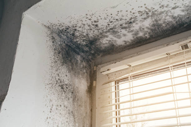 Trusted Black Mold Removal service in Newmanstown, PA - Cheap Mold Removal