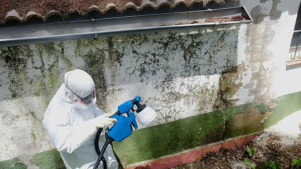 Top rated local Mold Cleanup specialists in Newmanstown, PA